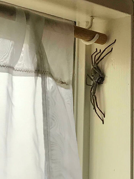 81 Creepy Pictures Of Spiders Hiding In Unexpected Places