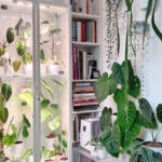 This IKEA Staple Moonlights as a Greenhouse