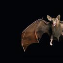How Vampire Bats Evolved To Drink Blood, Ethics Checks On Brain Research, Cicada Exhibit. March 25, 2022, Part 2